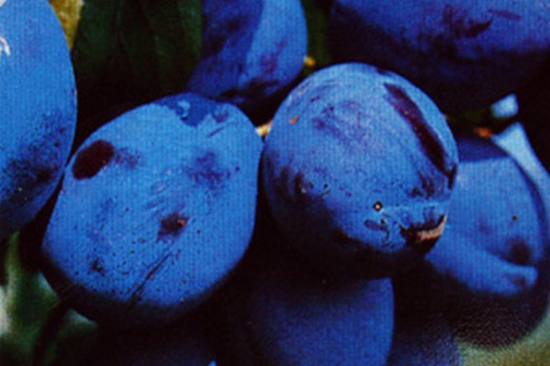 Zwetsche 'Hanita' -S- mittel - Prunus domestica 'Hanita' -S- CAC