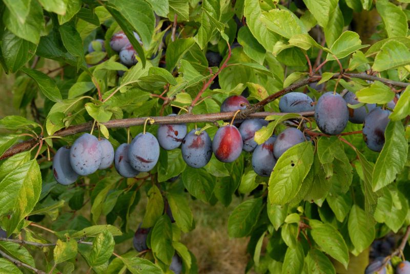 Zwetsche 'Presenta' -S- - Prunus dom.'Presenta' -S- CAC