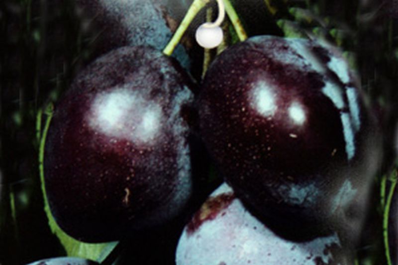 Zwetschge 'Wangenheimer Frühzwetsche' - Prunus domestica 'Wangenhm. Frühzwetsche' CAC