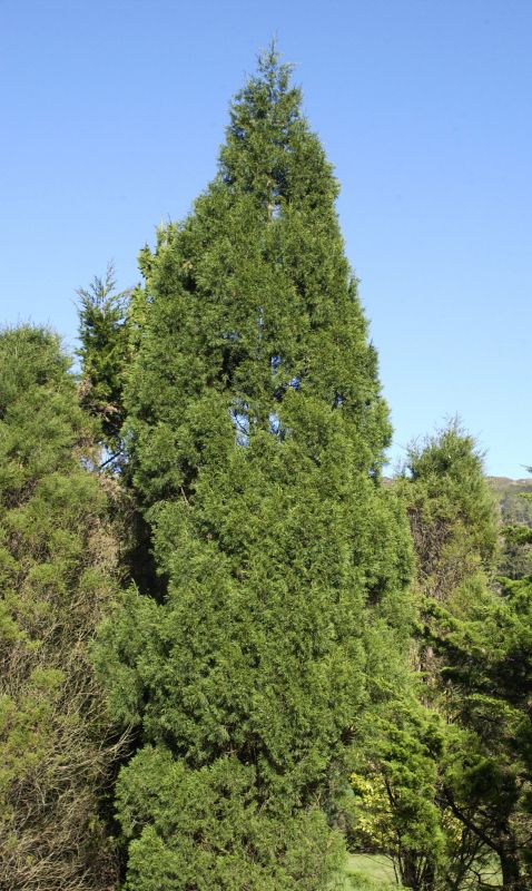 Zypressen-Wacholder 'Spartan' - Juniperus chin.'Spartan'