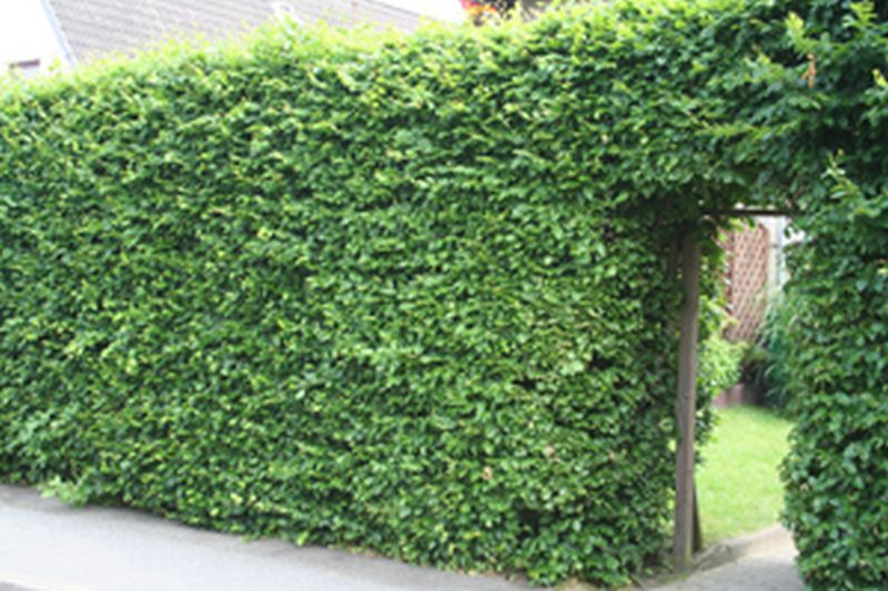 Rotbuche - Fagus sylvatica