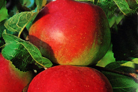 Der richtige Befruchter für Deinen Traum-Apfelbaum
