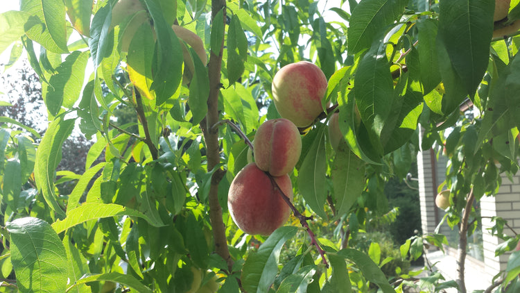 Pfirsich & Aprikose