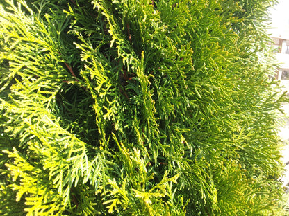 Lebensbaum 'Smaragd' - Thuja occidentalis 'Smaragd'