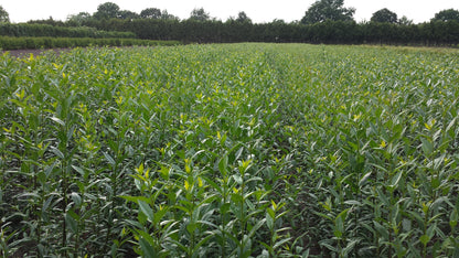 Wintergrüner Liguster 'Atrovirens' - Ligustrum vulgare 'Atrovirens'