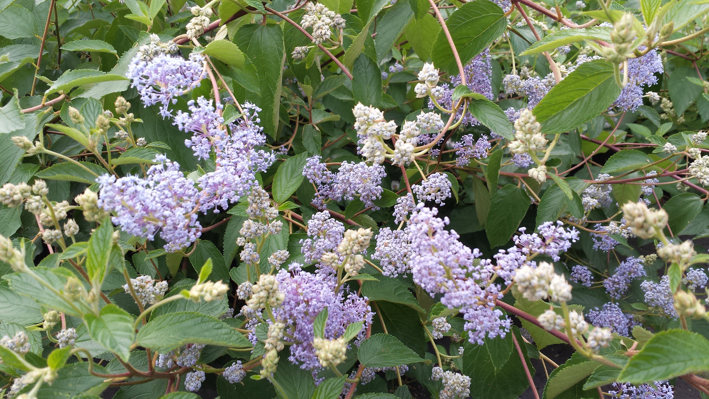 Säckelblume 'Glorie de Versailles' - Ceanothus delilianus 'Gloire de Versailles'