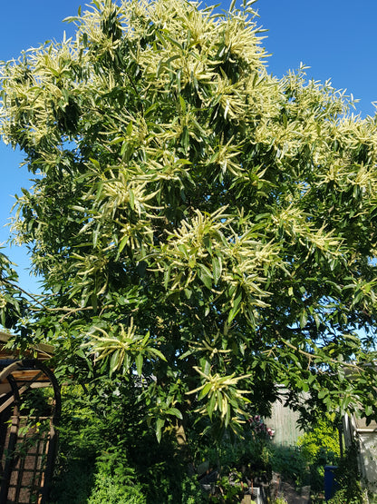 Esskastanie - Castanea sativa