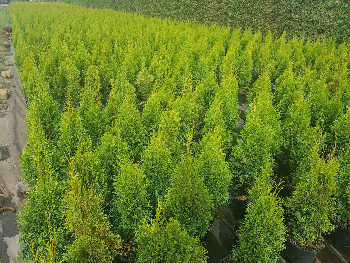 Lebensbaum 'Smaragd' - Thuja occidentalis 'Smaragd'