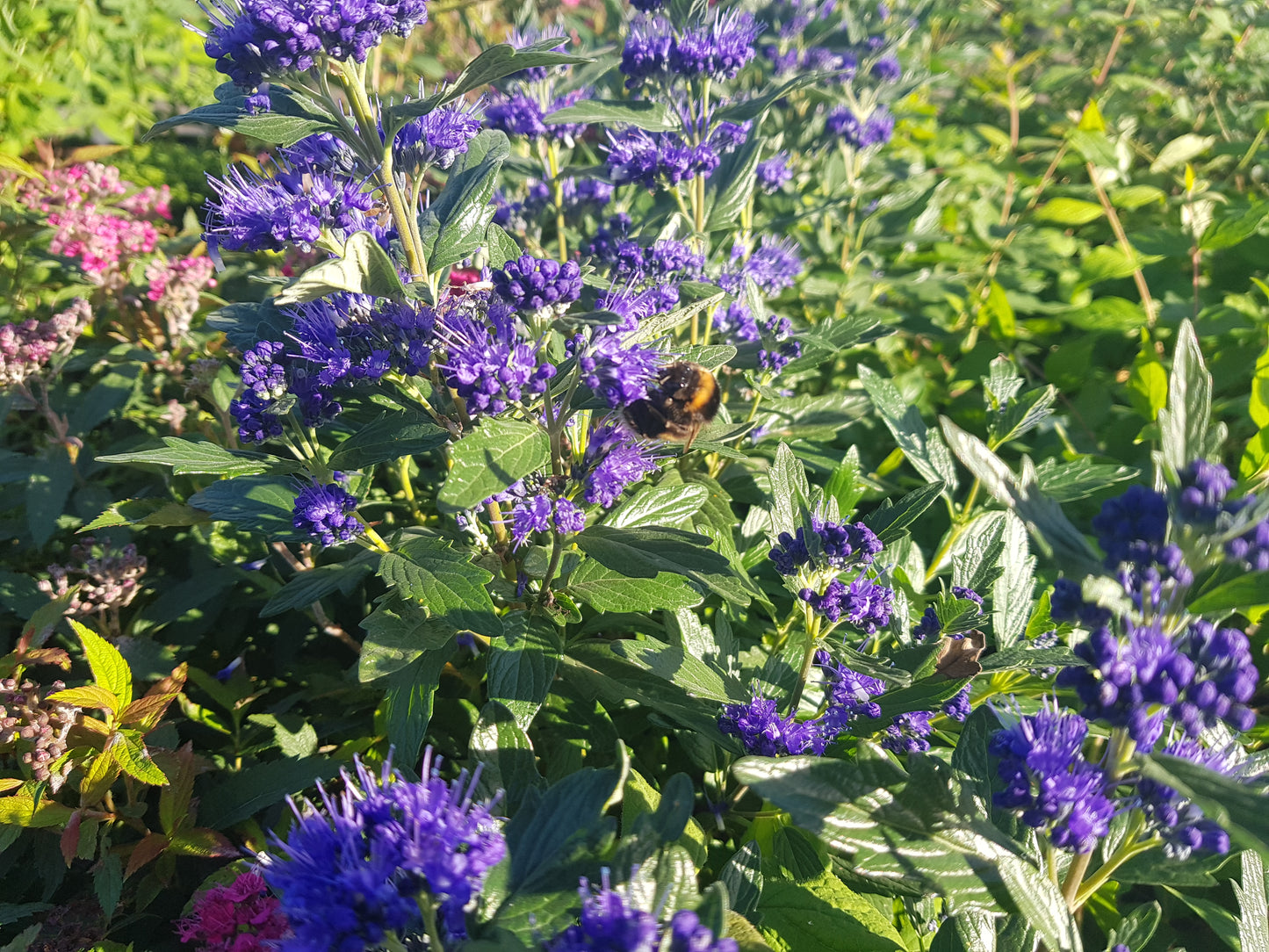 Bartblume 'Heavenly Blue' - Caryopteris clandonensis 'Heavenly Blue'