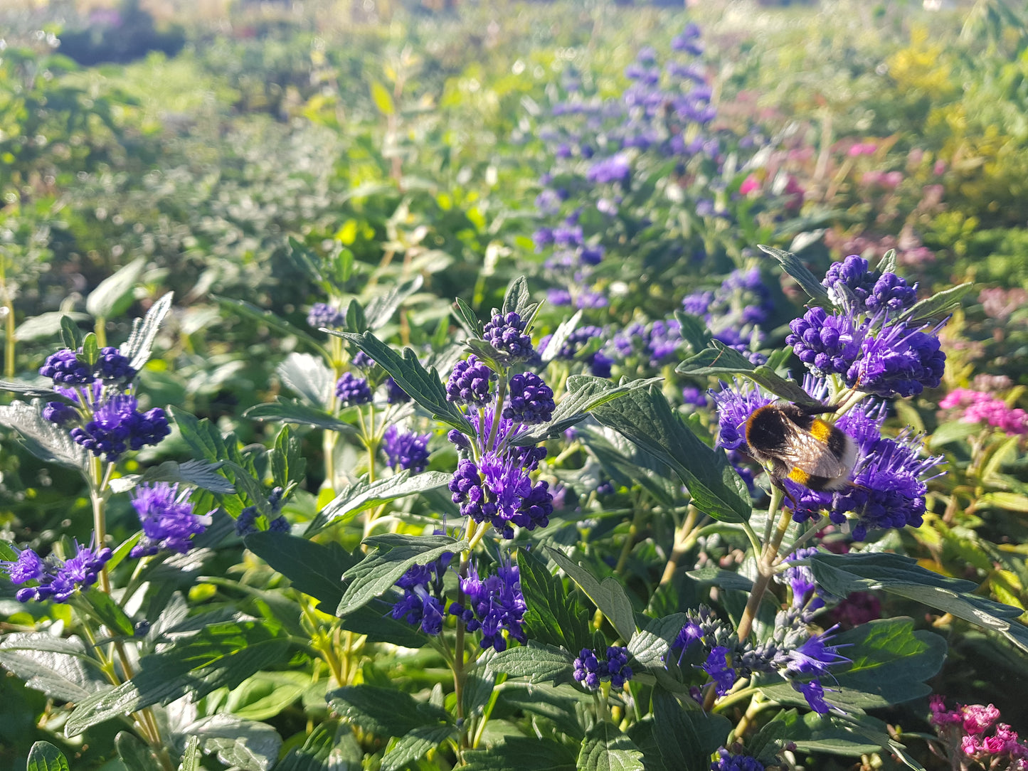 Bartblume 'Heavenly Blue' - Caryopteris clandonensis 'Heavenly Blue'