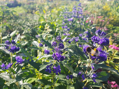 Bartblume 'Heavenly Blue' - Caryopteris clandonensis 'Heavenly Blue'