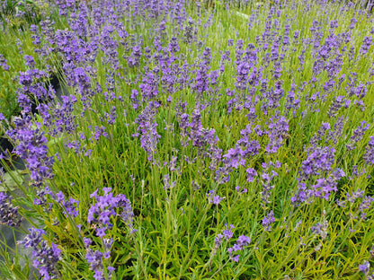 Zwergiger Garten-Lavendel - Lavandula angustifolia 'Dwarf Blue'