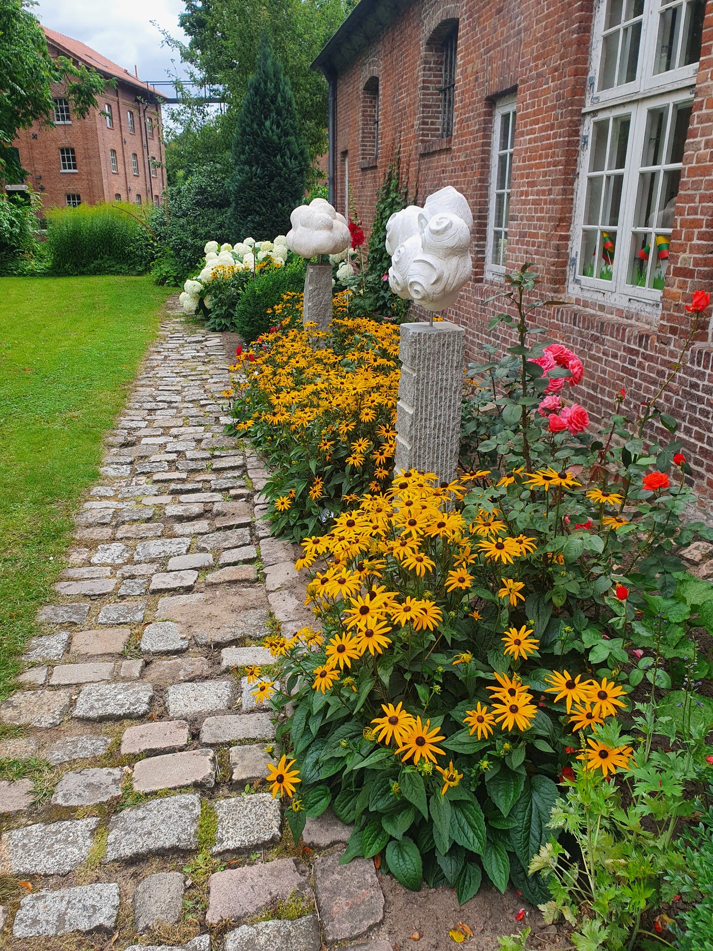 Leuchtender Garten-Sonnenhut - Rudbeckia fulgida sullivantii 'Goldsturm'