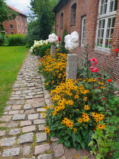 Leuchtender Garten-Sonnenhut - Rudbeckia fulgida sullivantii 'Goldsturm'