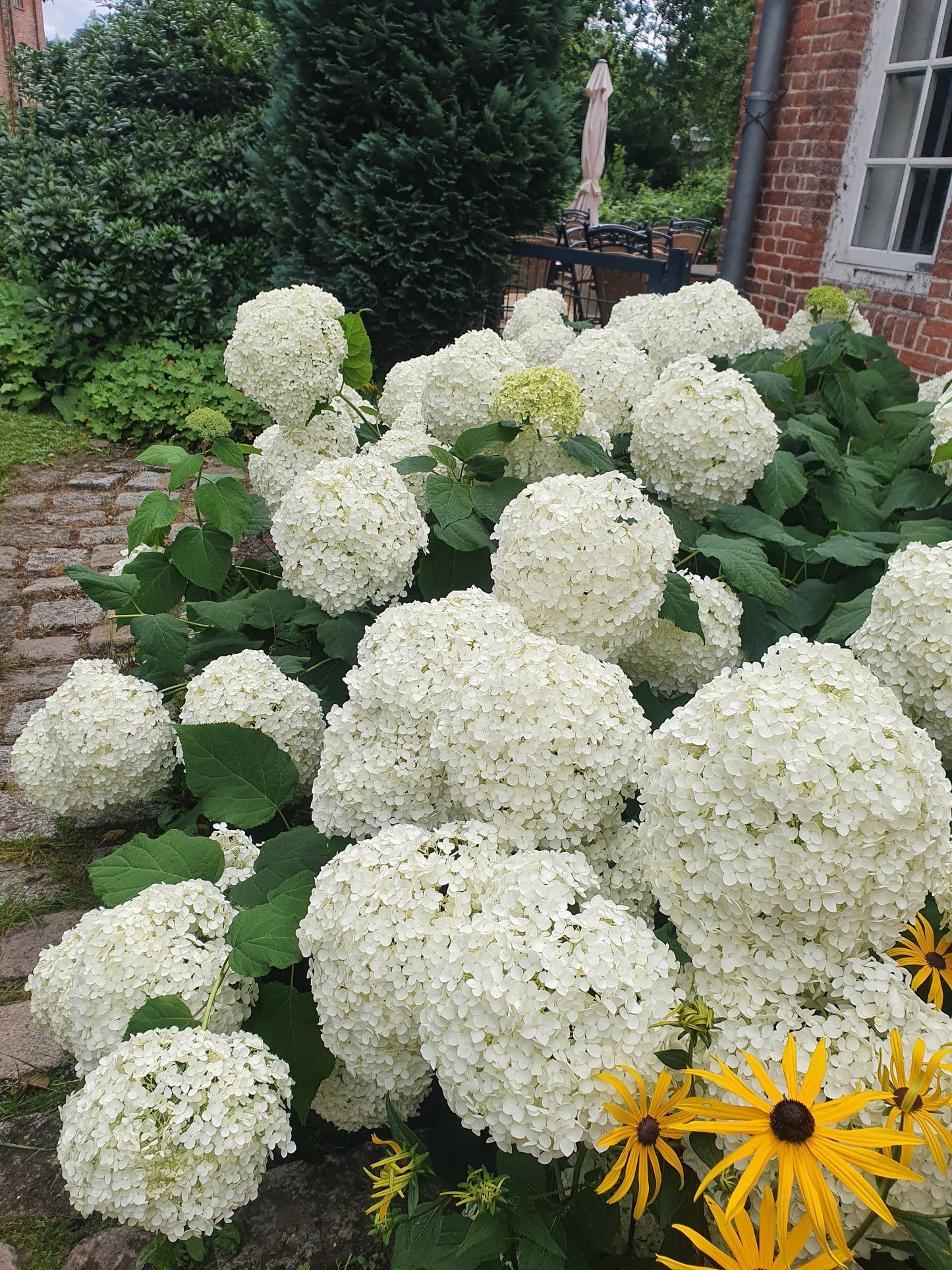 Ballhortensie 'Annabelle' - Hydrangea arborescens 'Annabelle'