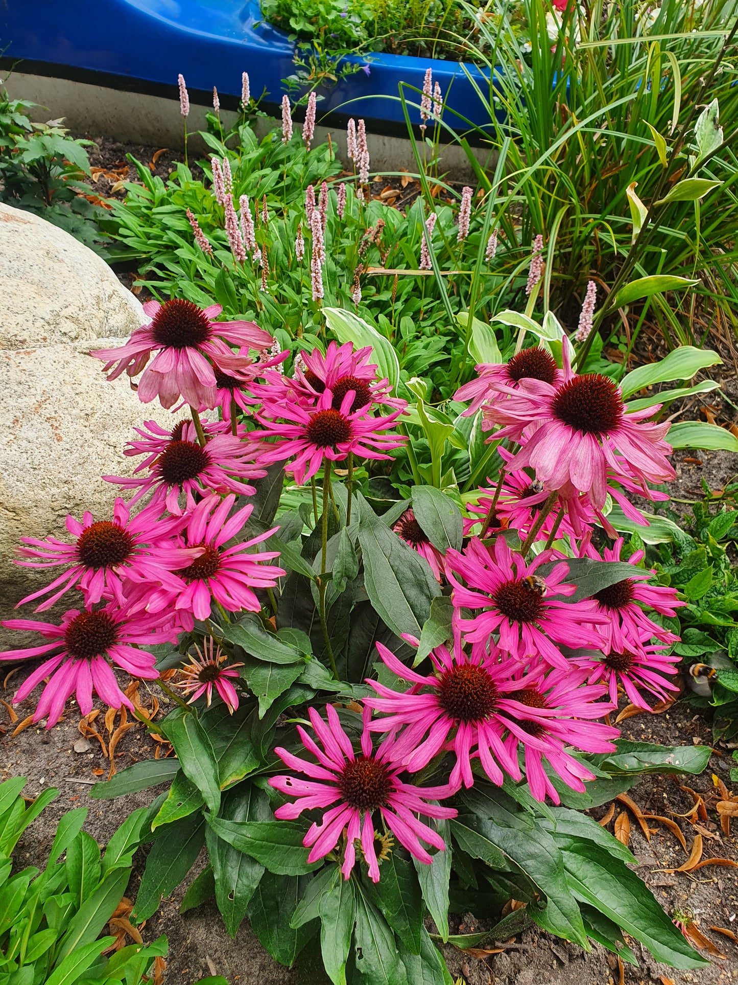 Purpursonnenhut - Echinacea purpurea