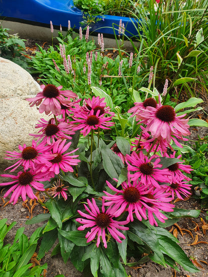 Purpursonnenhut - Echinacea purpurea