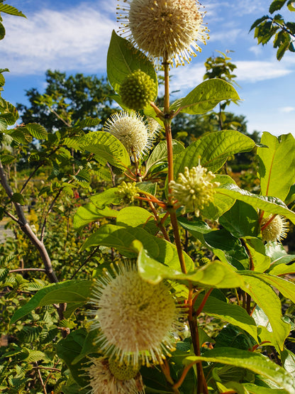 Knopfbusch - Cephalanthus occidentalis