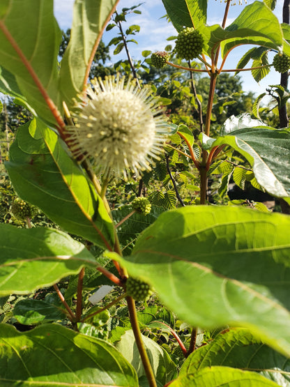 Knopfbusch - Cephalanthus occidentalis