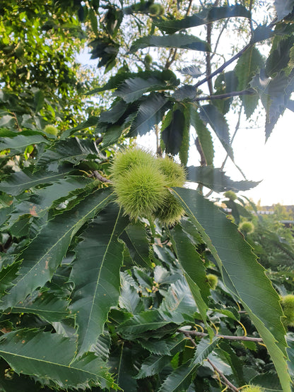 Esskastanie - Castanea sativa