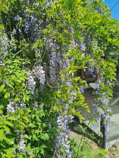 Chinesischer Blauregen - Wisteria sinensis