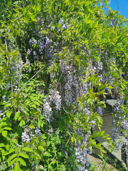 Chinesischer Blauregen - Wisteria sinensis