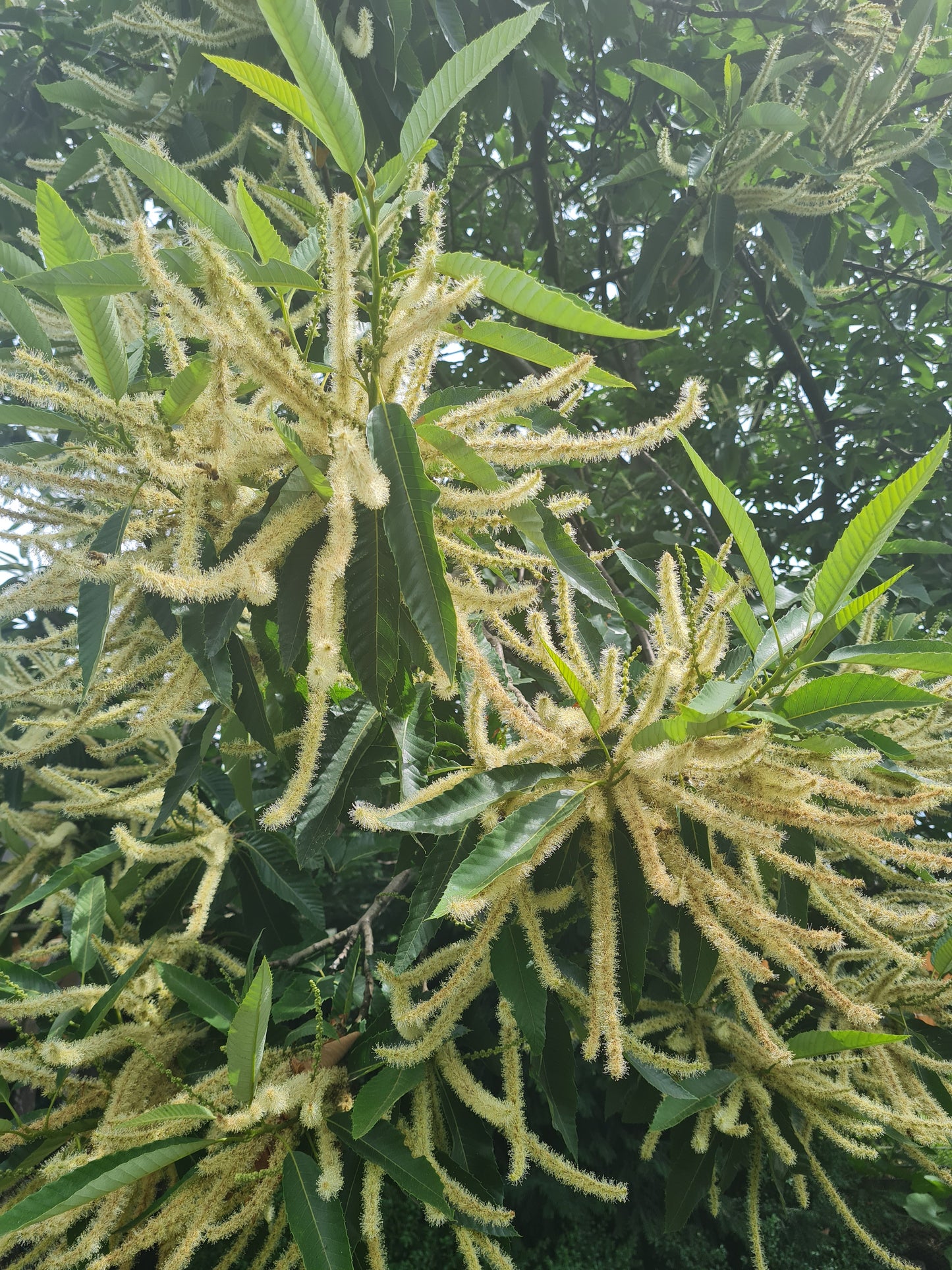 Esskastanie - Castanea sativa