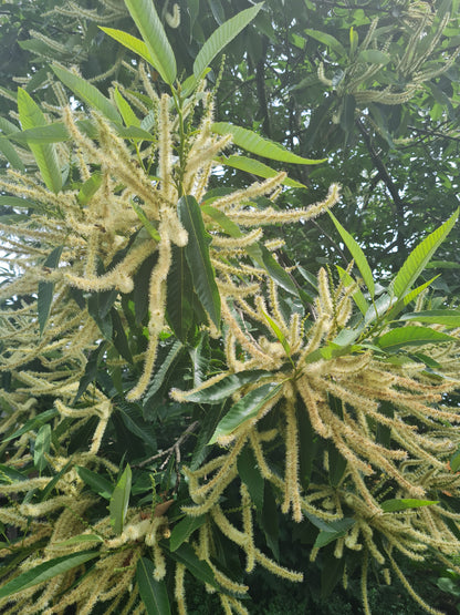 Esskastanie - Castanea sativa