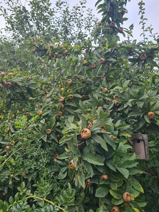 Mispel - Mespilus germanica