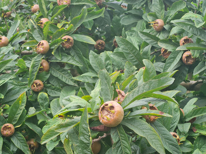 Mispel - Mespilus germanica