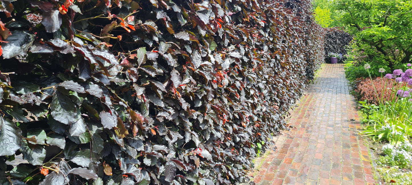 Blutbuche Heckenpflanzen - Fagus sylvatica purpurea
