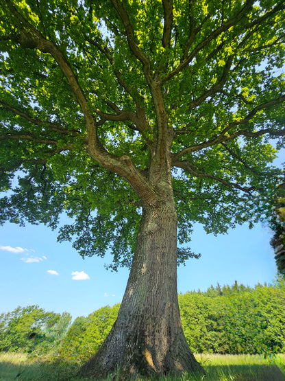 Stieleiche / Deutsche Eiche - Quercus robur