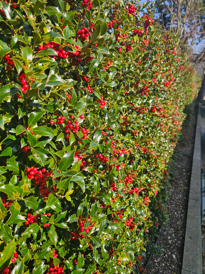 Fruchtende Stechpalme 'Blue Princess' ® - Ilex meserveae 'Blue Princess' ®
