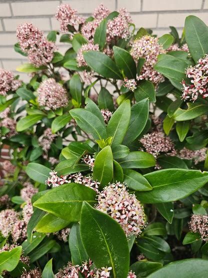 Japanische Blütenskimmie 'Rubella' - Skimmia japonica 'Rubella'