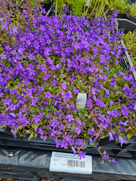 Dalmatiner Polster-Glockenblume - Campanula portenschlagiana