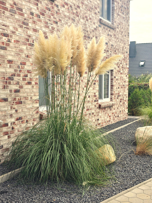 Pampasgras - Cortaderia selloana