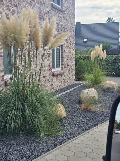 Pampasgras - Cortaderia selloana