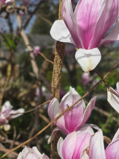 Tulpenmagnolie - Magnolia soulangiana