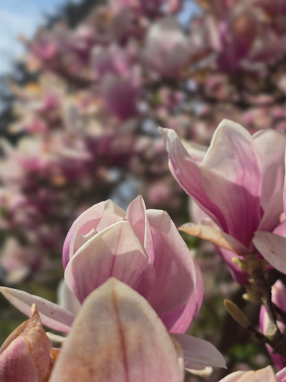 Tulpenmagnolie - Magnolia soulangiana