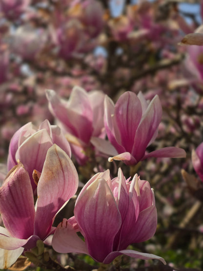 Tulpenmagnolie - Magnolia soulangiana