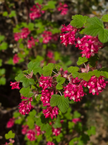 Blut-Zierjohannisbeere 'King Edward VII' - Ribes sanguineum 'King Edward VII'