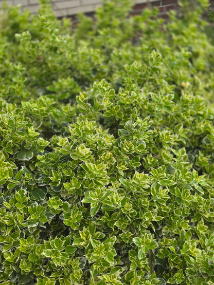 Weißbunte Kriechspindel 'Variegatus' - Euonymus fortunei 'Variegatus'