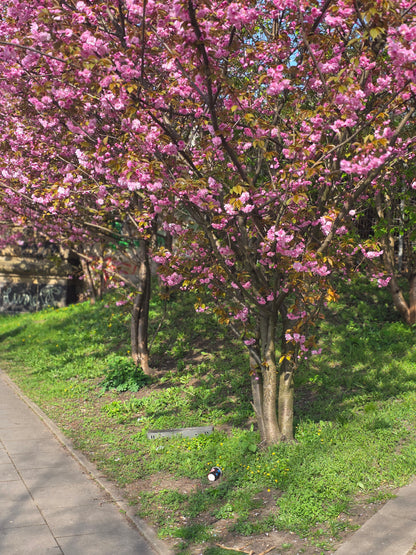 Japanische Nelkenkirsche 'Kanzan' - Prunus serrulata 'Kanzan' CAC