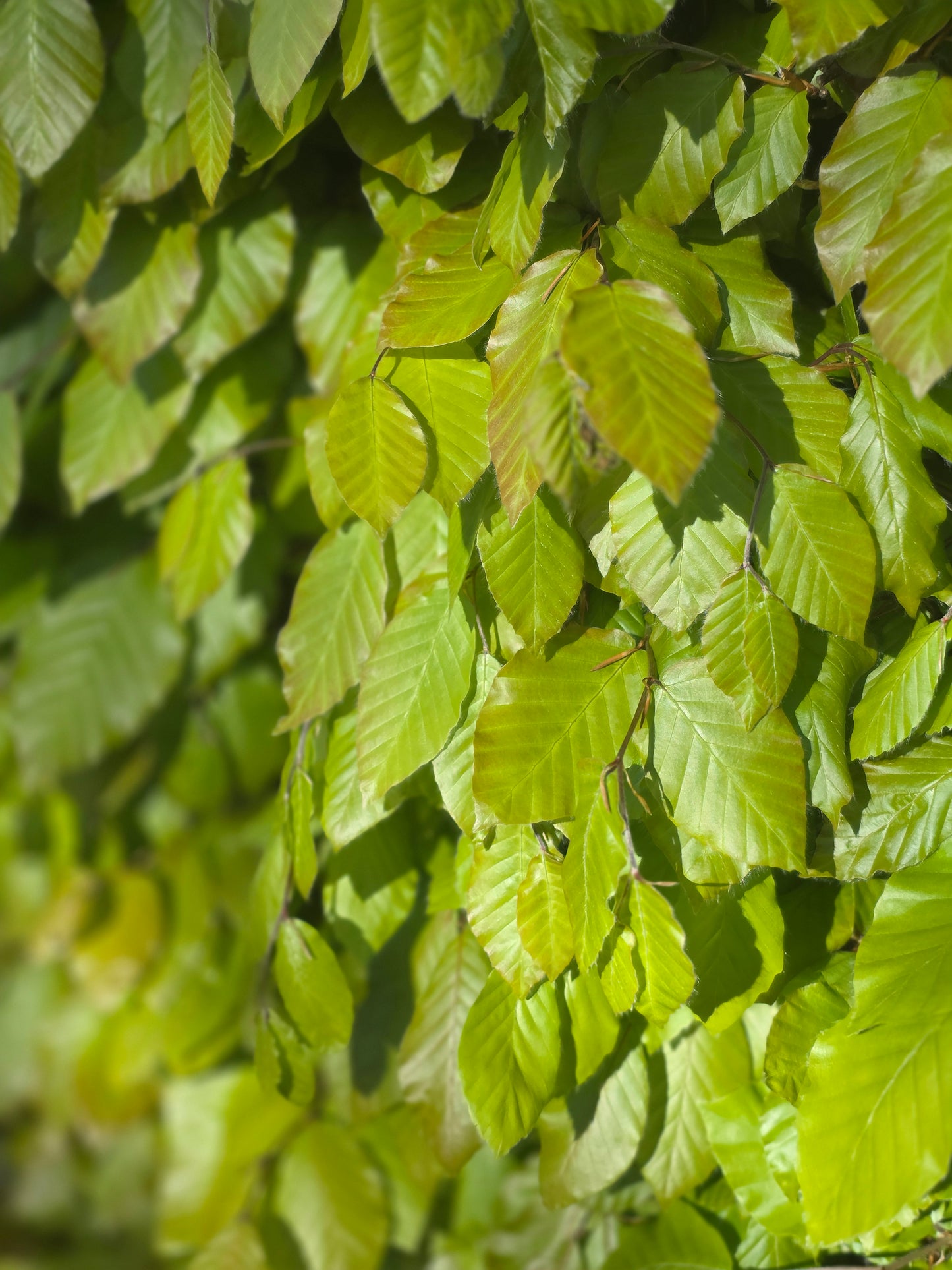Rotbuche - Fagus sylvatica
