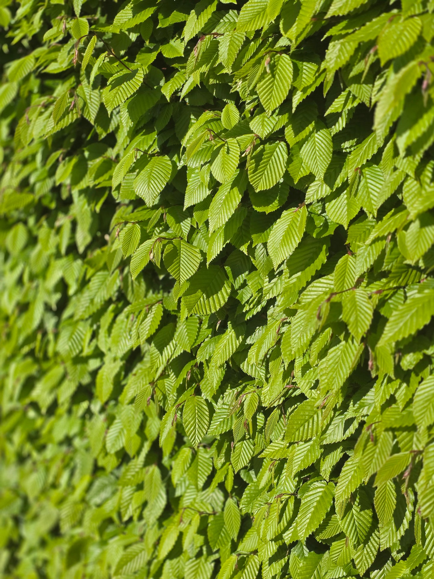 Hainbuche / Weißbuche - Carpinus betulus