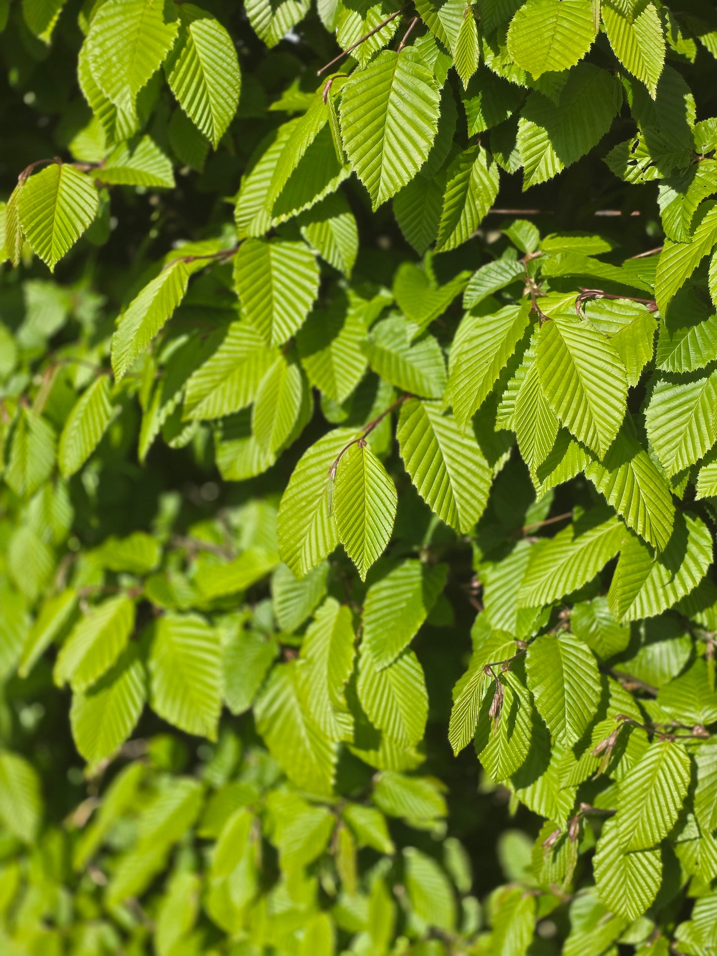 Hainbuche / Weißbuche - Carpinus betulus