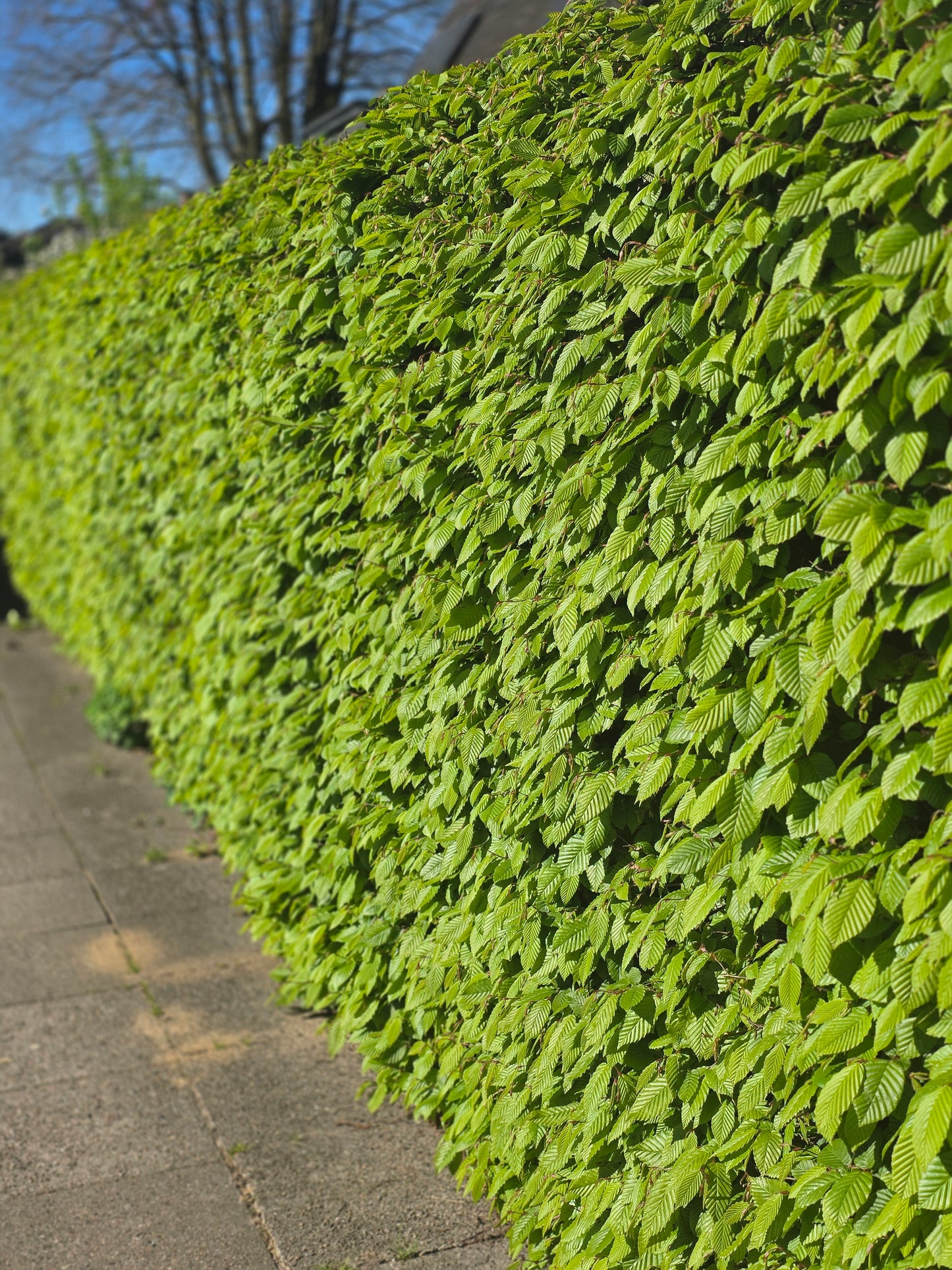 Hainbuche / Weißbuche - Carpinus betulus