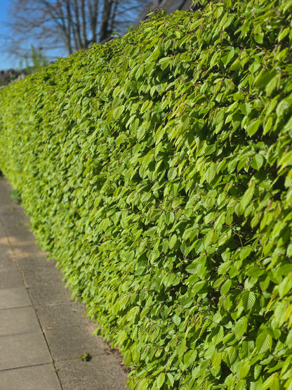 Hainbuche / Weißbuche - Carpinus betulus