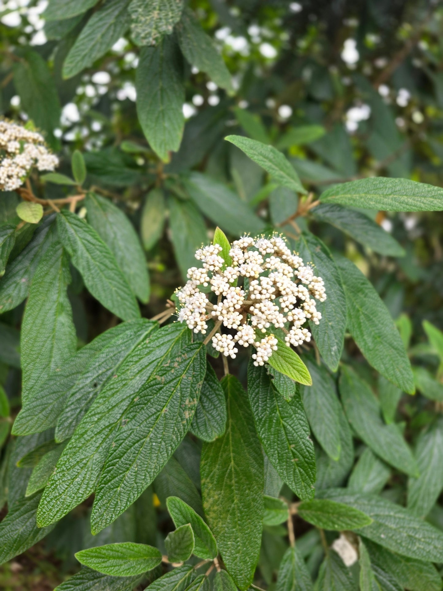 Immergrüner Zungen-Schneeball - Viburnum rhytidophyllum