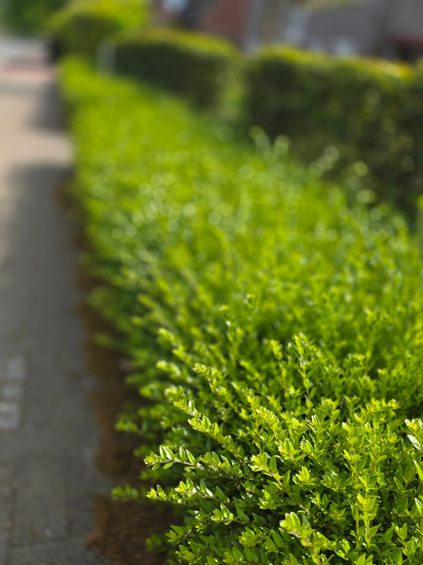 Heckenmyrte 'Maigrün' - Lonicera nitida 'Maigrün'